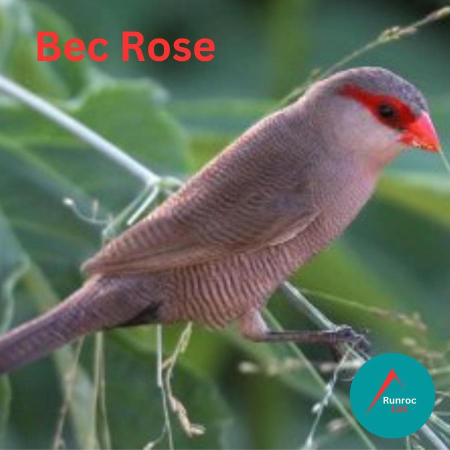 شقة Bec Rose - Clim - Wi-Fi - Jardin سان لوي المظهر الخارجي الصورة